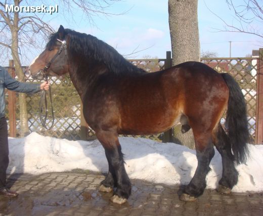 Konie_Konie-na-sprzedaz_2010031180652[1]