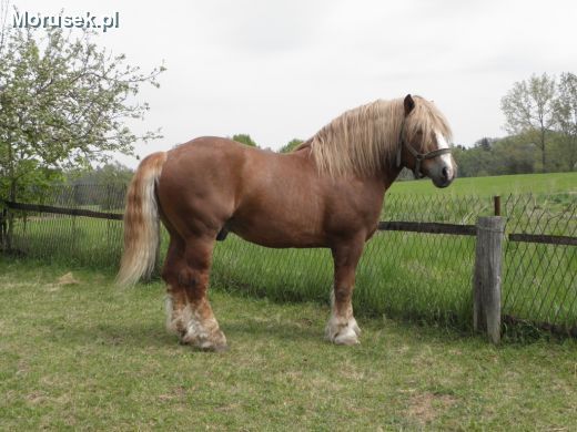 Konie_Konie-na-sprzedaz_20100511212243[1]