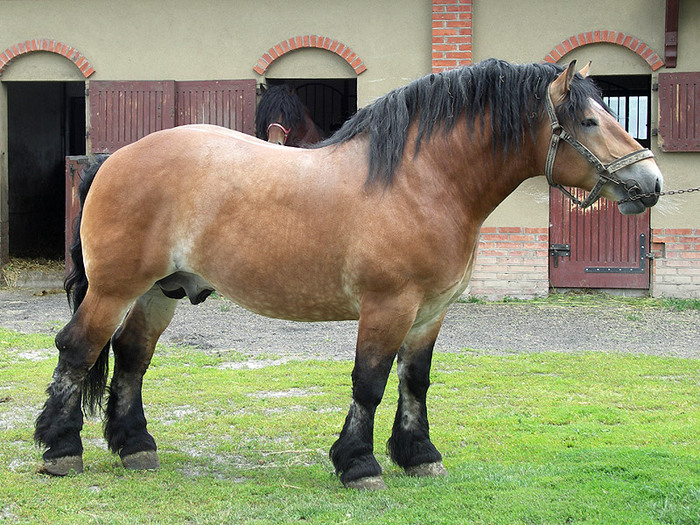 stadnina_PICT1653b[1]