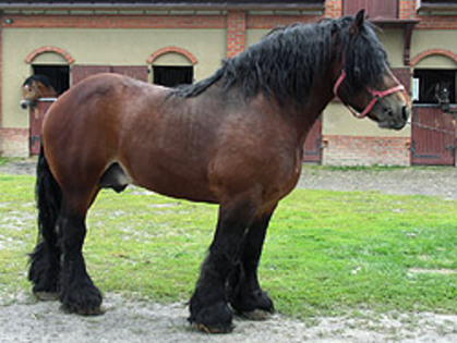 stadnina_PICT1658[1]