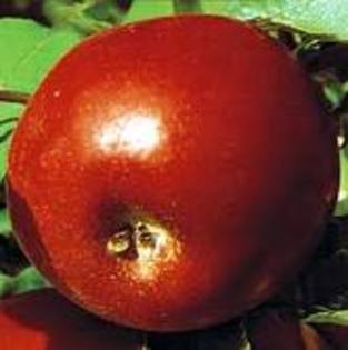 red melba - Fructe