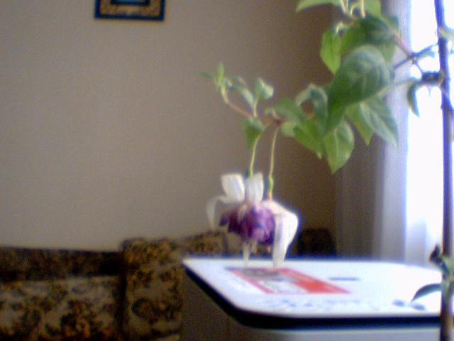 fuchsia  mov inchis  involt - diferite flori