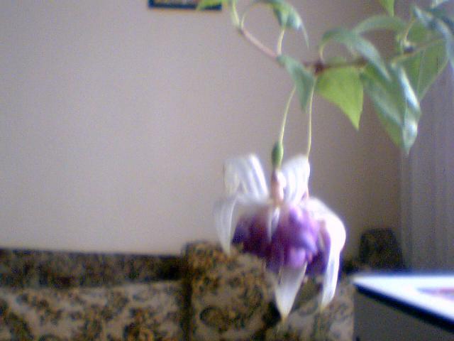 fuchsia  mov inchis  involt - diferite flori