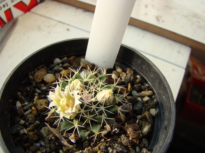 Mammillaria roseoalba - Mammillaria