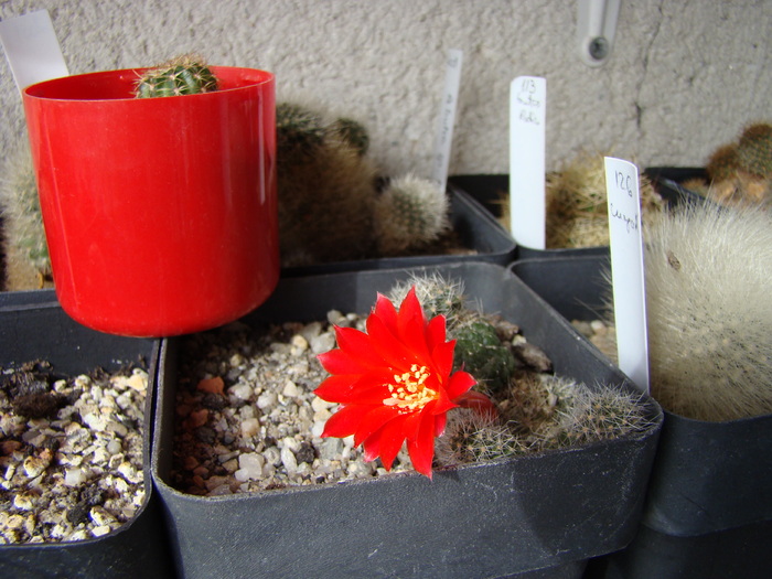 DSC05814 - Rebutia