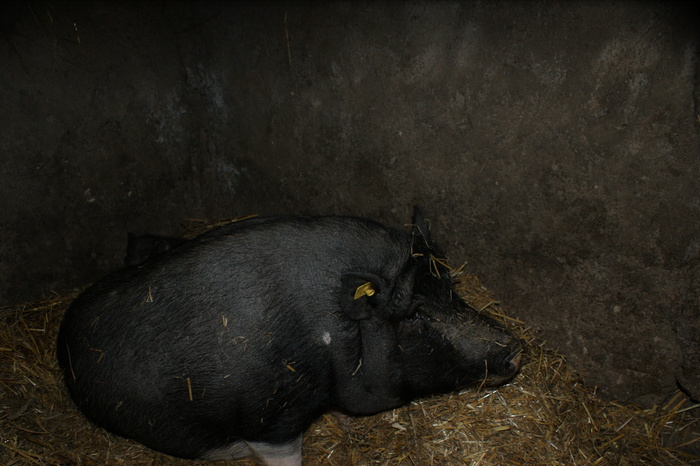 DSC08251 - PORCI  VIETNAMEZI