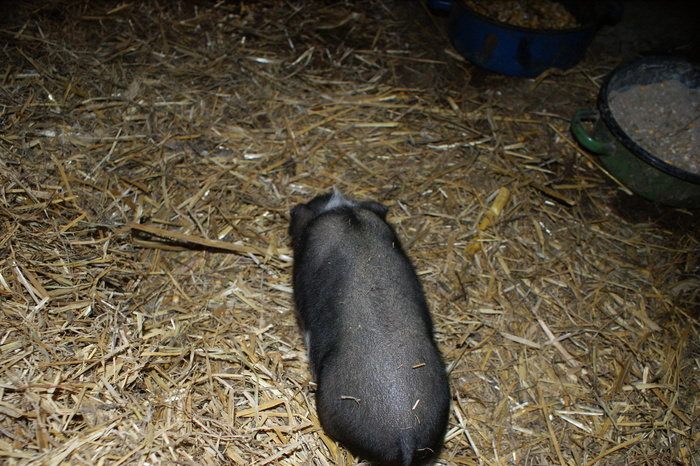 DSC08253 - PORCI  VIETNAMEZI