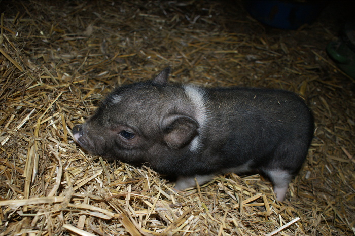 DSC08254 - PORCI  VIETNAMEZI