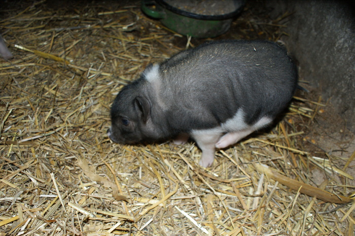 DSC08258 - PORCI  VIETNAMEZI
