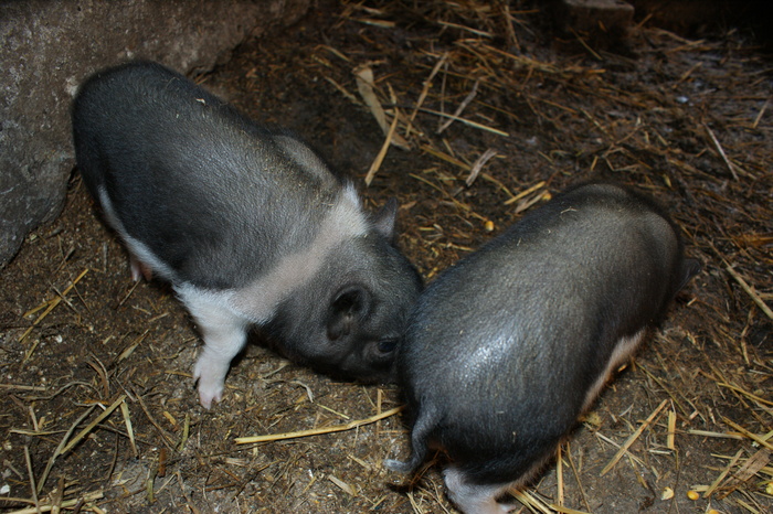 DSC08261