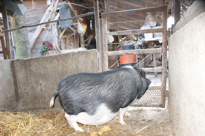 DSC08290 - PORCI  VIETNAMEZI