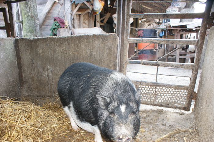 DSC08291 - PORCI  VIETNAMEZI