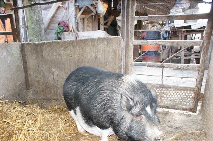 DSC08292 - PORCI  VIETNAMEZI