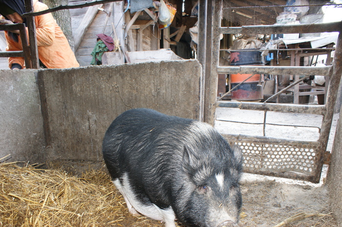 DSC08293 - PORCI  VIETNAMEZI