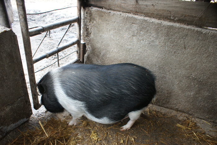 DSC08294 - PORCI  VIETNAMEZI