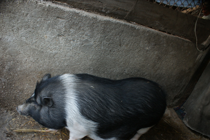 DSC08295 - PORCI  VIETNAMEZI