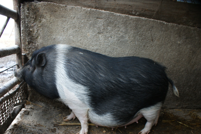 DSC08297 - PORCI  VIETNAMEZI