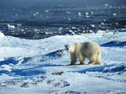 images (3) - ursii polari