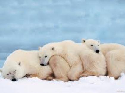 images (5) - ursii polari