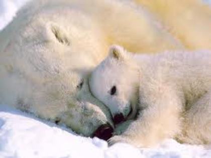 images (6) - ursii polari