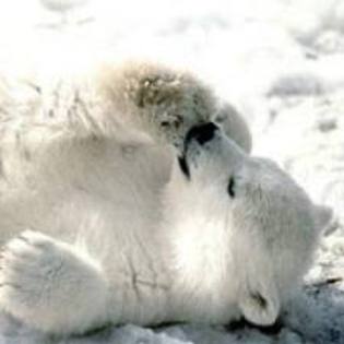 images (9) - ursii polari