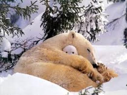 images (10) - ursii polari