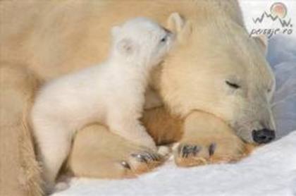 images (11) - ursii polari