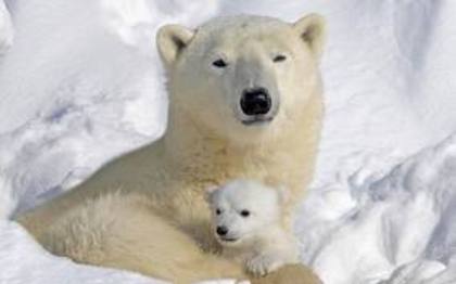 images (12) - ursii polari