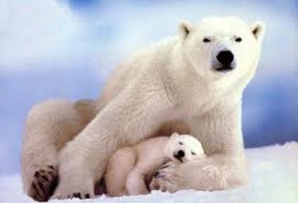 images (13) - ursii polari