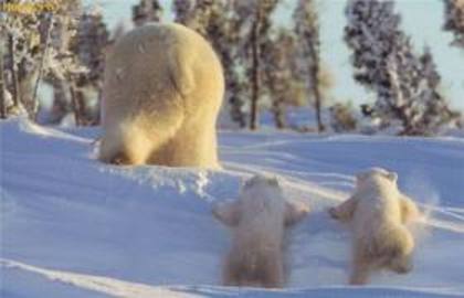 images (14) - ursii polari