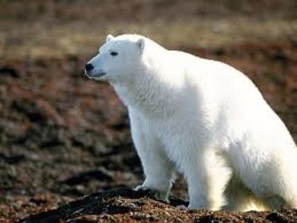 images (16) - ursii polari