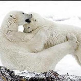 images (17) - ursii polari