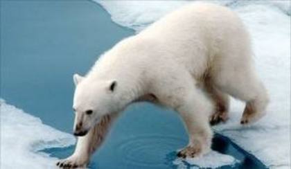 images (18) - ursii polari