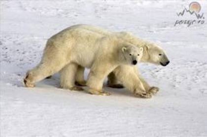 images (20) - ursii polari