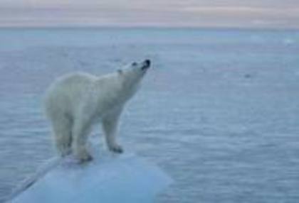 images (21) - ursii polari