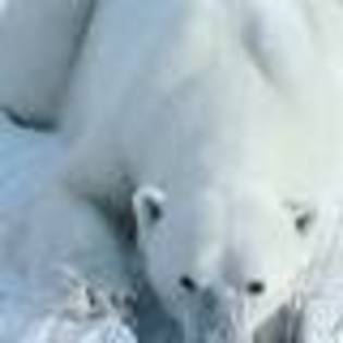 images (22) - ursii polari