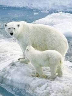 images (23) - ursii polari