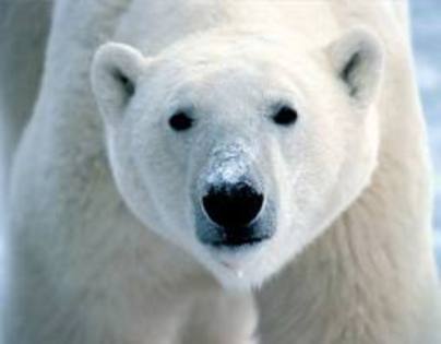 images (24) - ursii polari
