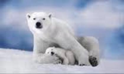 images (25) - ursii polari