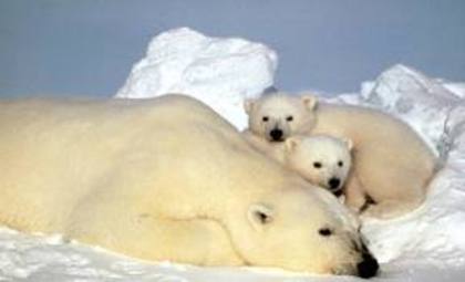 images (26) - ursii polari