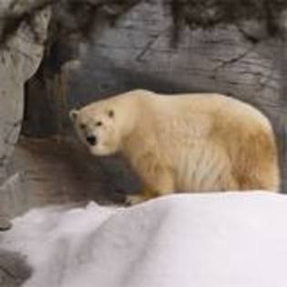 images (27) - ursii polari