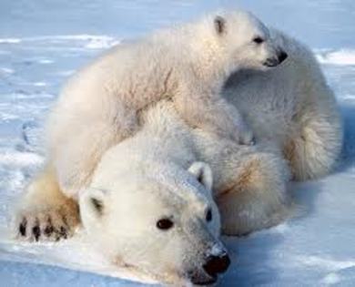 images (29) - ursii polari