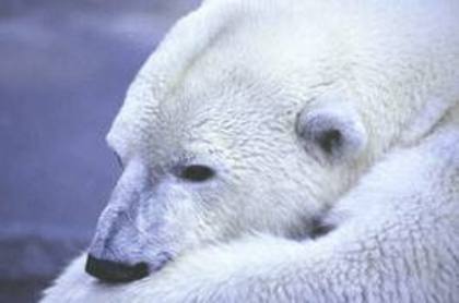 images (30) - ursii polari