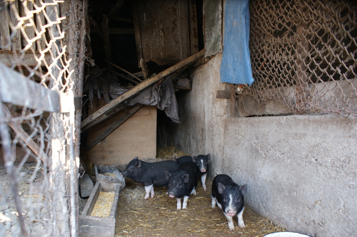 DSC08299 - PORCI  VIETNAMEZI