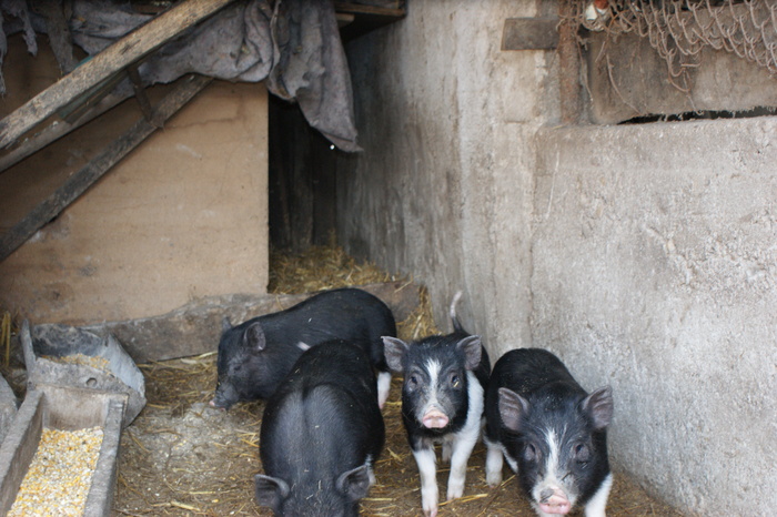 DSC08300 - PORCI  VIETNAMEZI