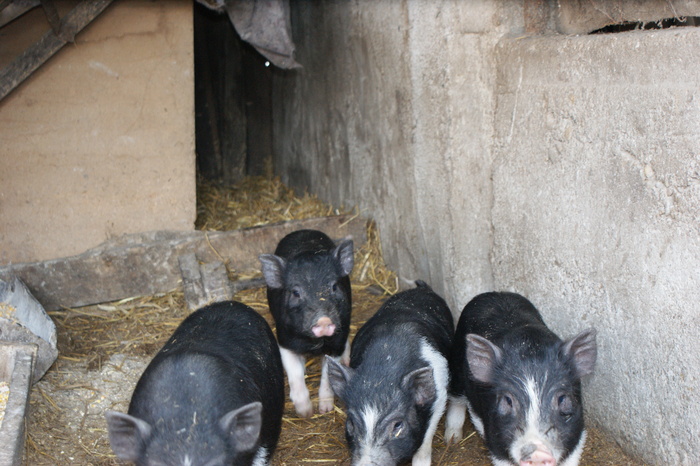 DSC08301 - PORCI  VIETNAMEZI