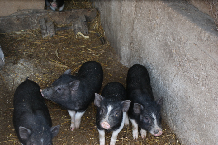 DSC08304 - PORCI  VIETNAMEZI