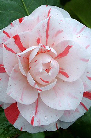 Camellia ContessaLaviniaMaggi - Achizitii de primavara