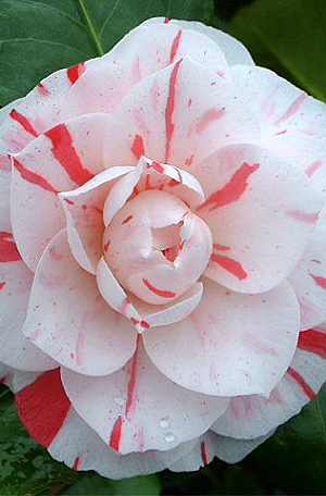 Camellia ContessaLaviniaMaggi