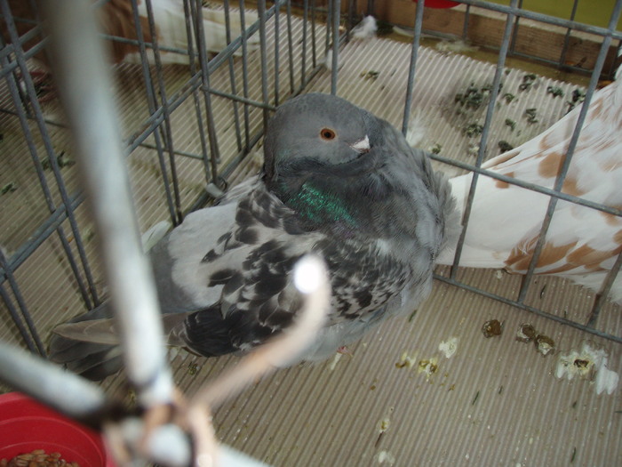 F 2010 - Expo Brasov 2011